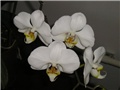 orhideje