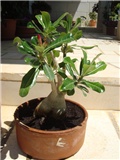 Adenium obesum @antonija