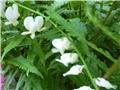 Dicentra