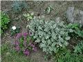 phlox i šarena kadulja