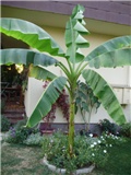 banana - lat. musa basjoo