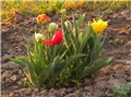 Tulipani