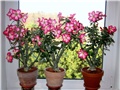 Adenium obesum
