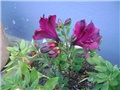 alstroemerija