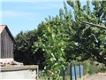 Suncokret