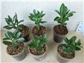 Adenium swazicum 