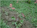 heucera2