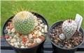 Mammillaria dixanthocentron - Mammillaria perezdelarosae 