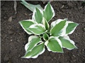 hosta