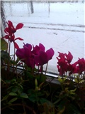 cyclamen