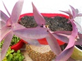 ljubičasta tradescantia vrtna