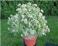 Crassula arborescens undulatifolia