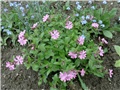  saponaria