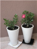 adenium