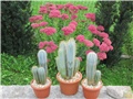 pachycereus  azureus  