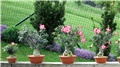 Adenium obesum