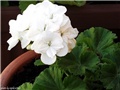 pelargonije