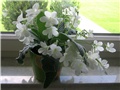Streptocarpus
