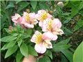 alstroemerija