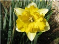 Narcissus 