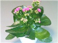 Kalanchoe