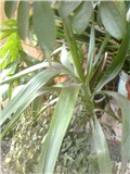 Yucca