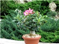 Adenium obesum, sijanac  2012