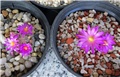 mammillaria hernandezii