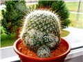 Mammillaria bombycina