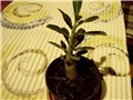 adenium 2