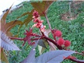 Njivice - ricinus