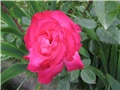 Ruža crvena