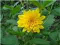 Helianthus