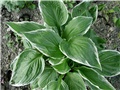 hosta1