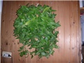 puzavci