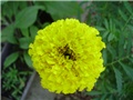 kadifica - tagetes