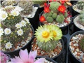 astrophytum asterias