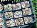 lithops