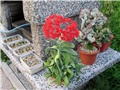 Crassula falcata