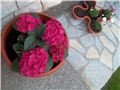 slike moga vrta