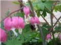 Dicentra (srdašce) i bumbar