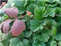 Geum Coccineum