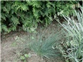 Blue Festuca1