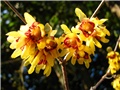  Cimonanthus praecox  