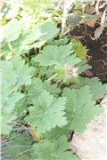 iglica
