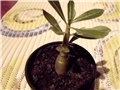 adenium 6