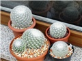 mammillaria candida