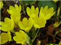 šafrani