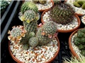  mammillaria microhelia