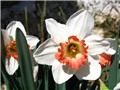 Narcissus 